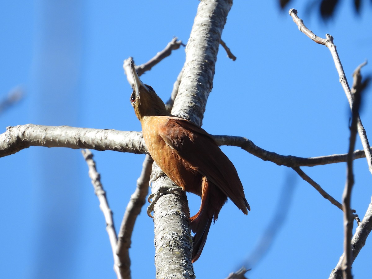 Great Rufous Woodcreeper - ML360215811