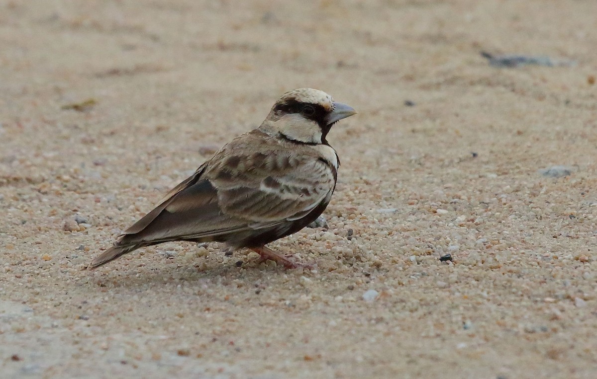 Ashy-crowned Sparrow-Lark - ML36021731