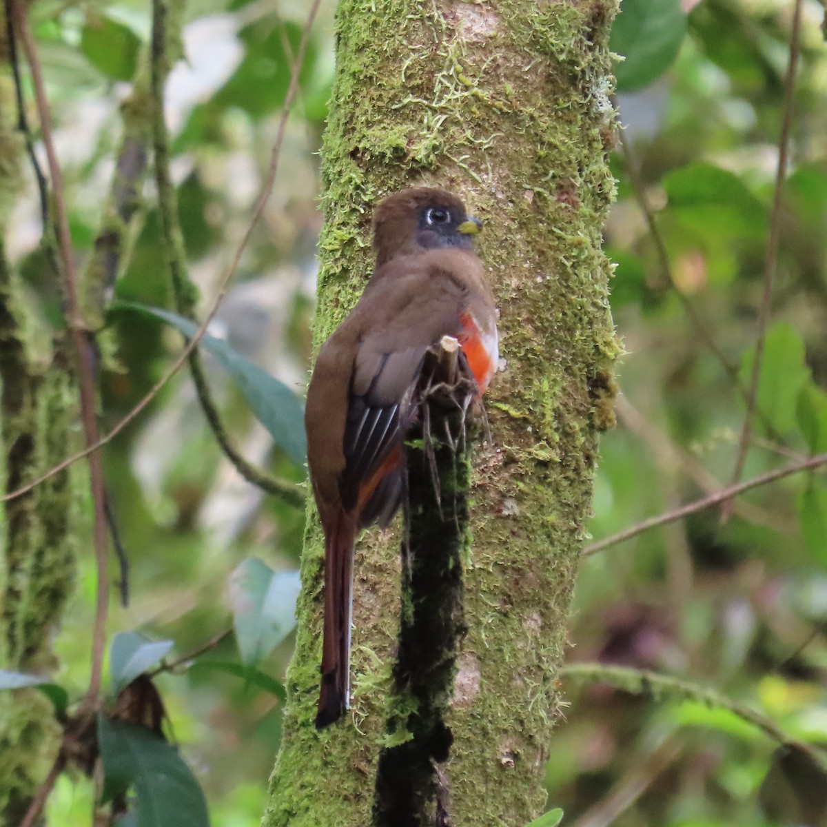 Halkalı Trogon - ML360217361