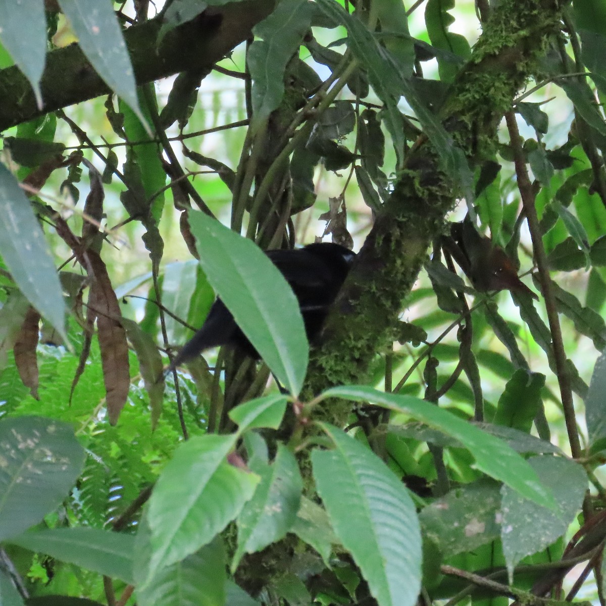Panamáameisenvogel - ML360217421