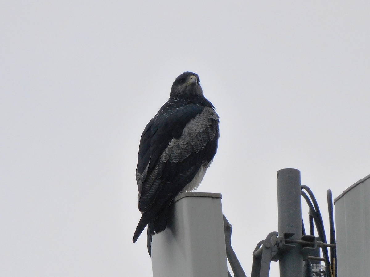 Black-chested Buzzard-Eagle - Nicolas Ateaga Ramirez