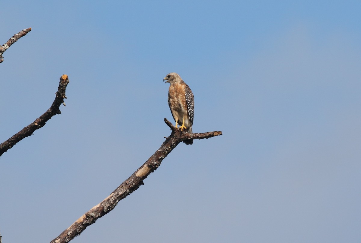 Red-shouldered Hawk (lineatus Group) - ML360226011