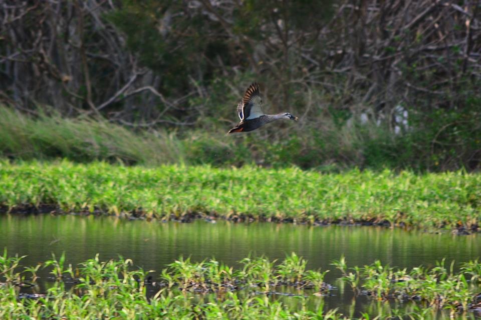 Eastern Spot-billed Duck - Jhih-Wei (志偉) TSAI (蔡)