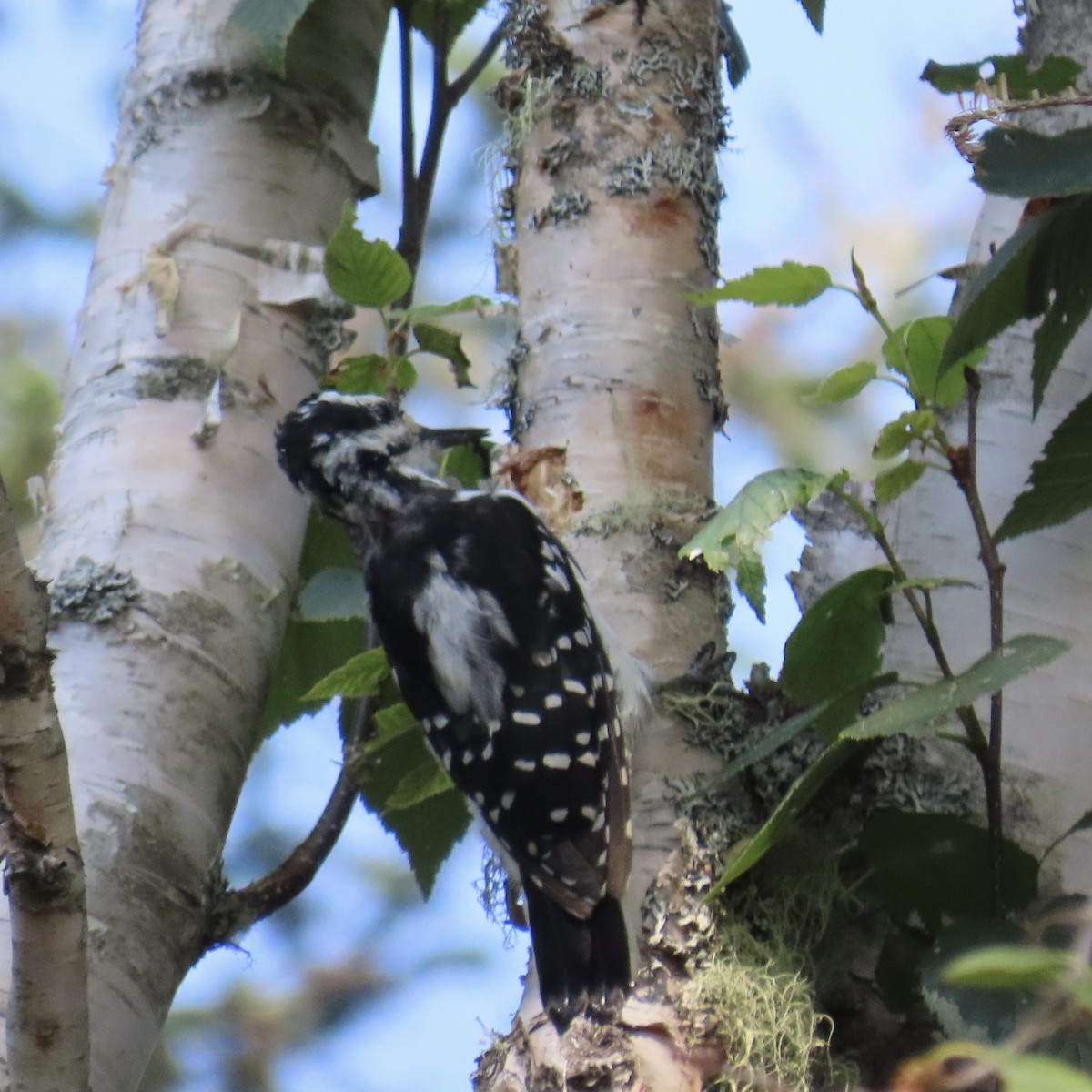 Hairy Woodpecker - ML360226841