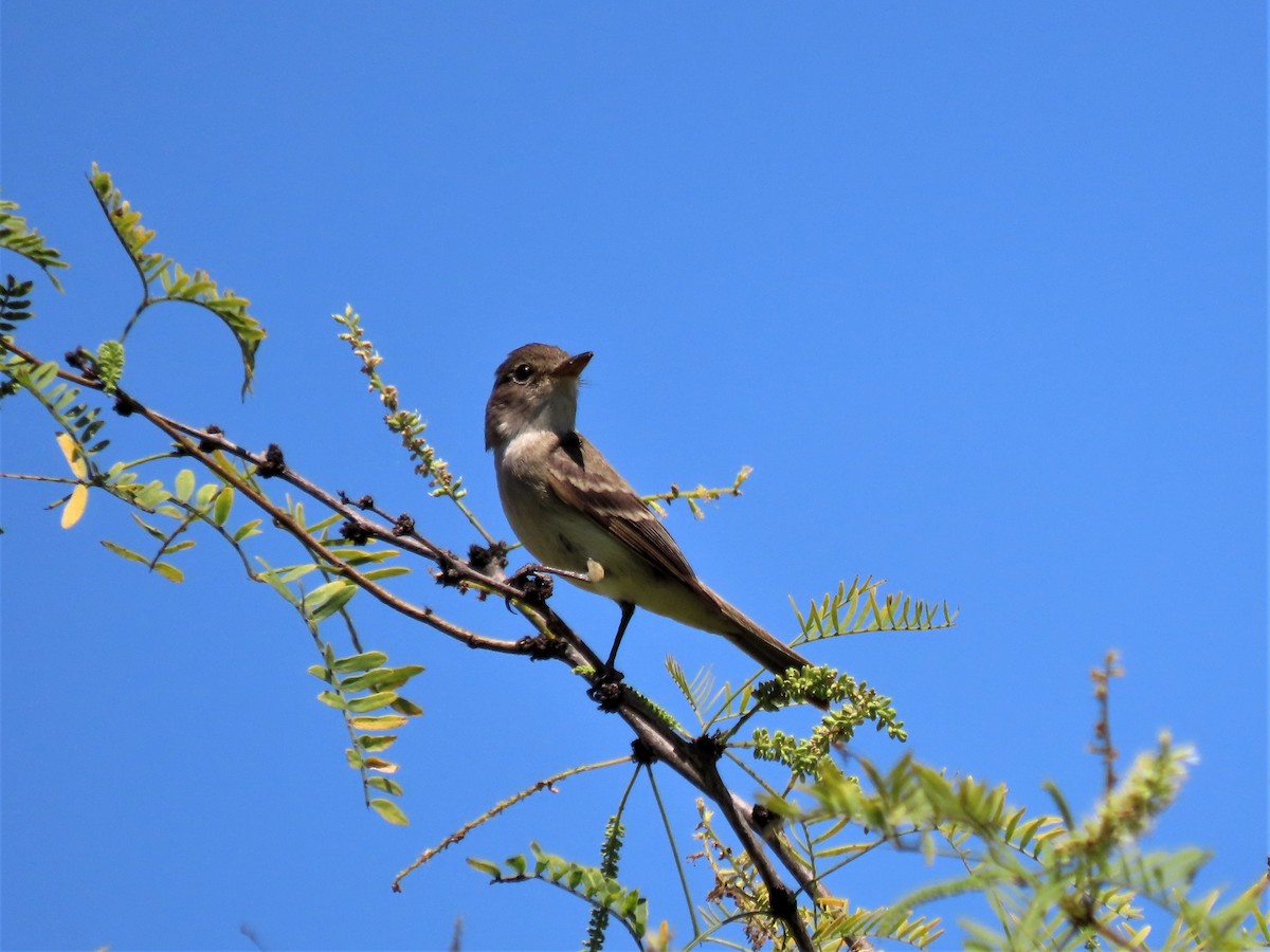 Willow Flycatcher - Becky Turley