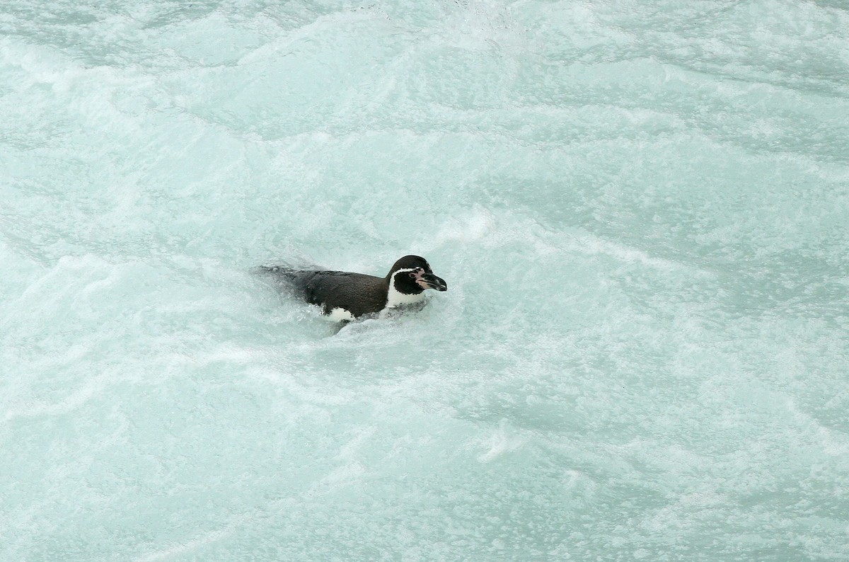 Pingüino de Humboldt - ML36022921