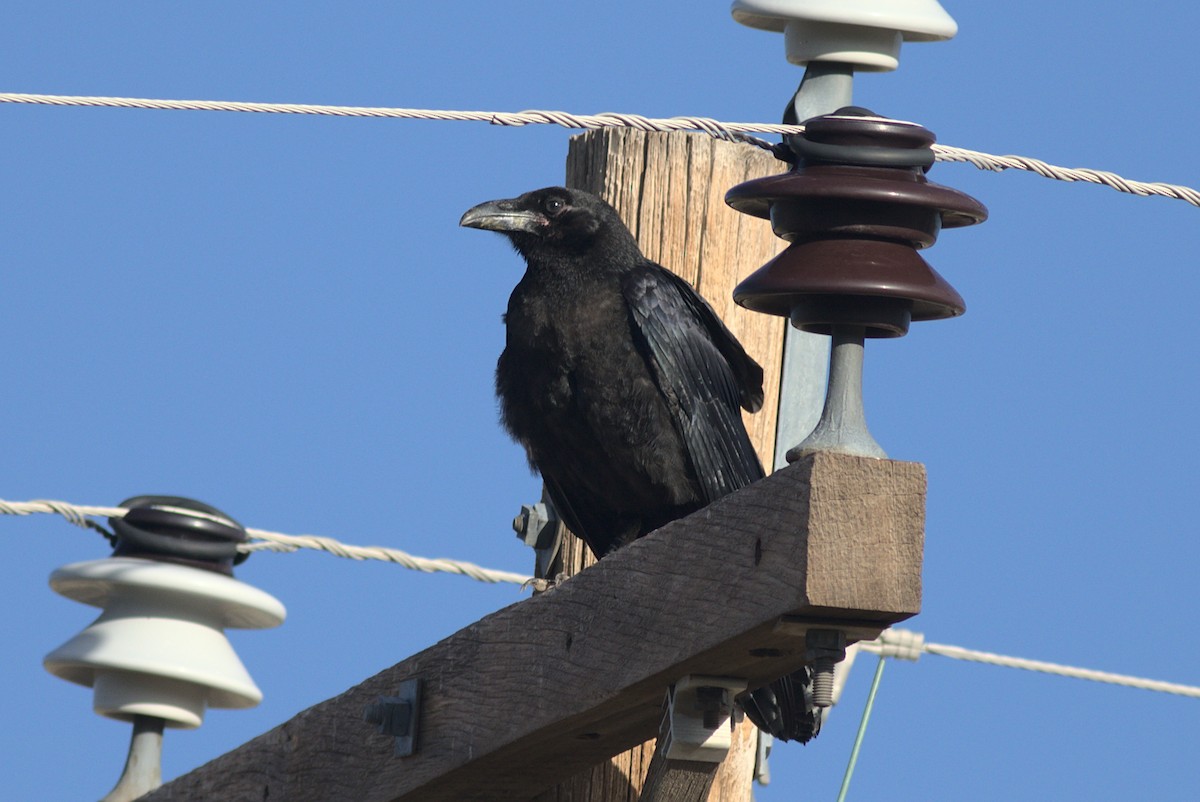 Chihuahuan Raven - ML360230131