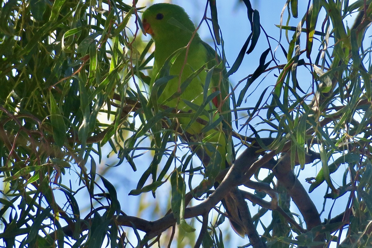 Red-winged Parrot - ML360230161