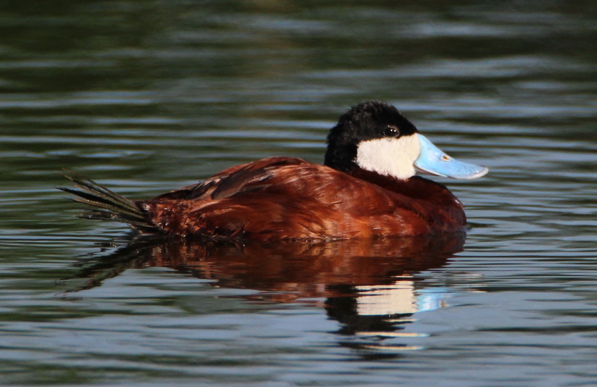 Ruddy Duck - Mark  Brown