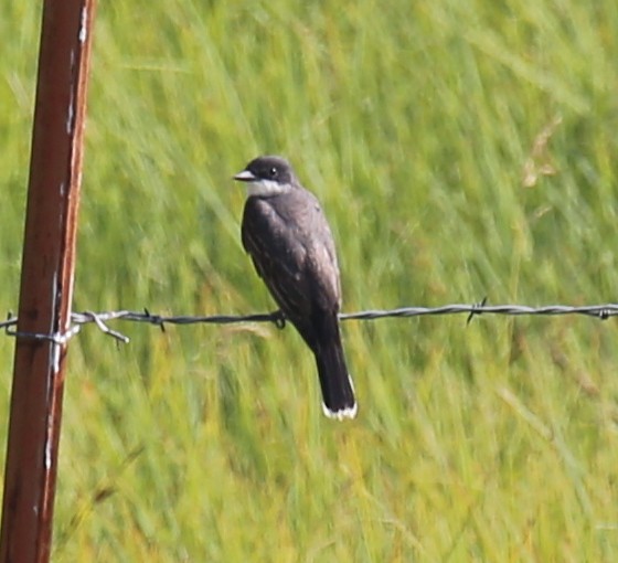 Eastern Kingbird - ML360231081