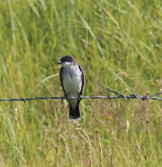 Eastern Kingbird - ML360231091