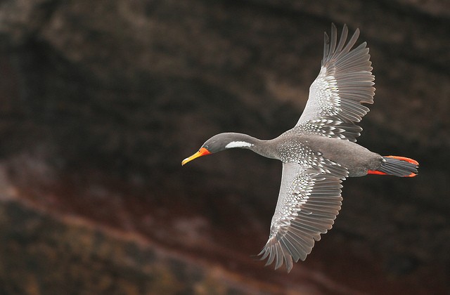 Red-legged Cormorant - ML36023201