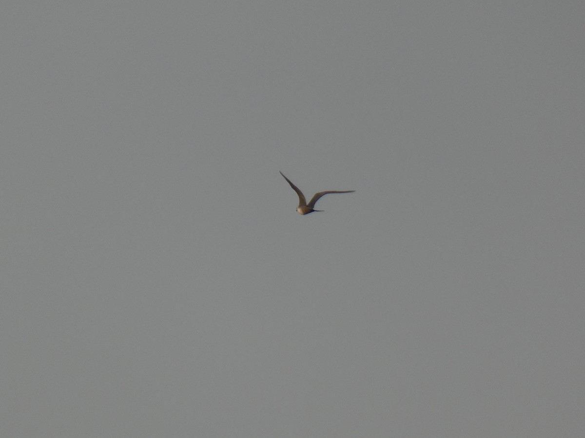 Long-tailed Jaeger - Blake Weis