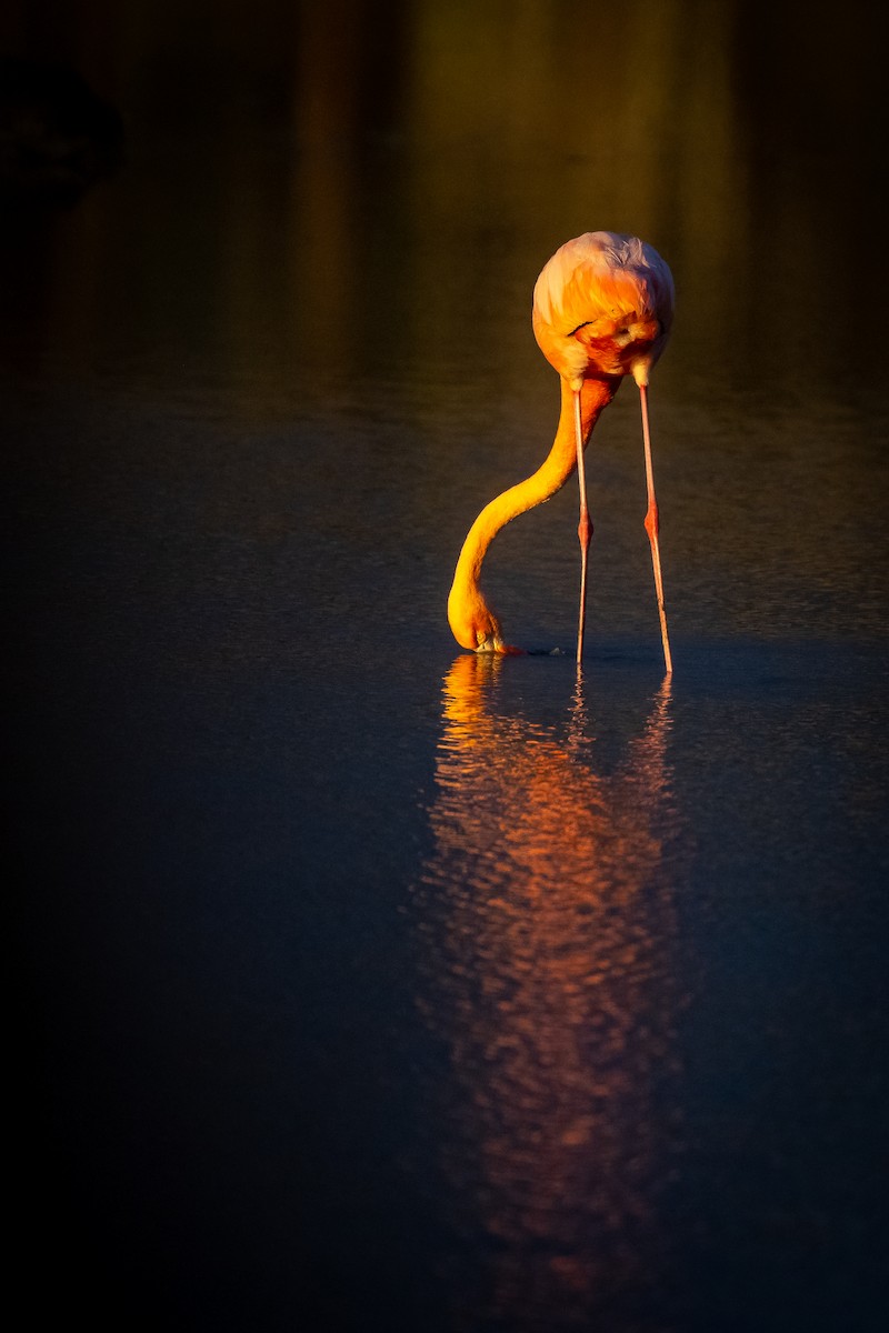 American Flamingo - James Hoagland