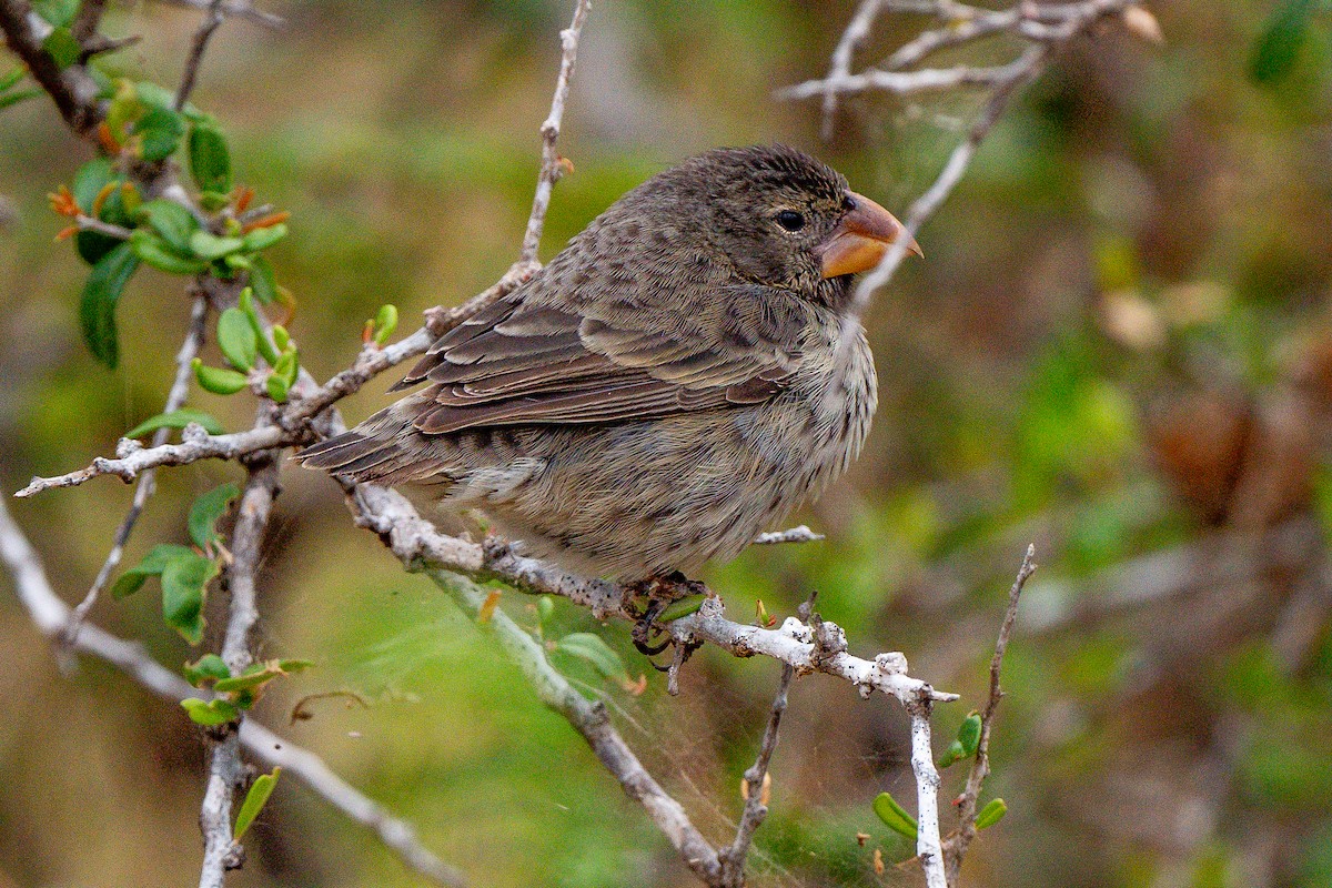 Medium Ground-Finch - ML360234901