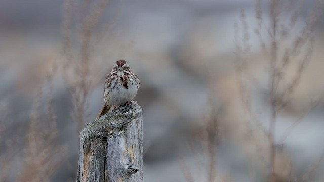 sangspurv - ML360235161