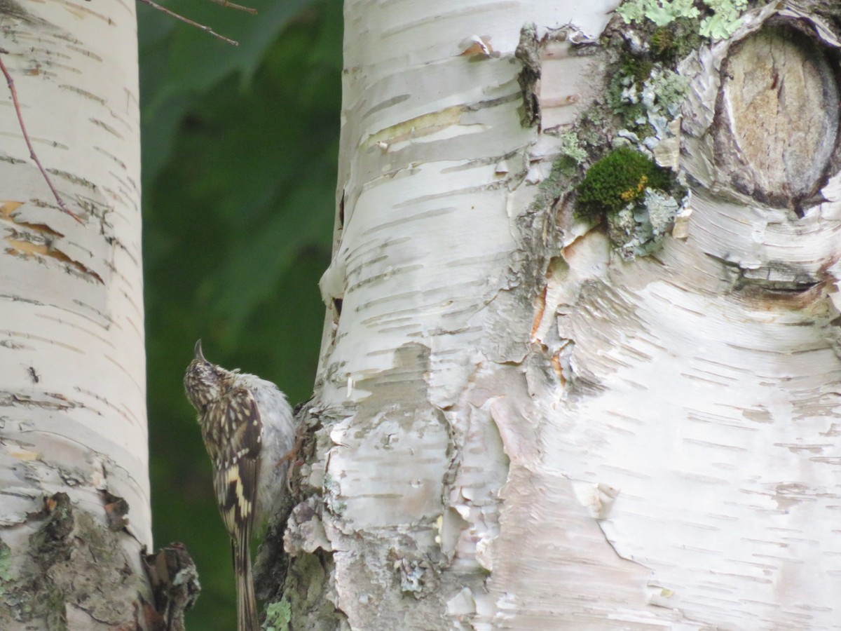 Brown Creeper - Rudy Iles