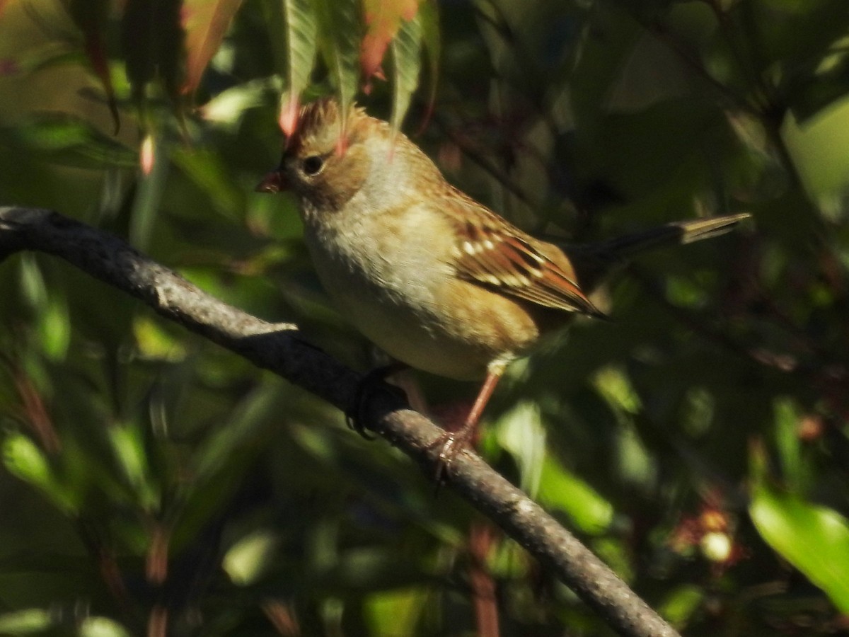 Passerellidae sp. (sparrow sp.) - ML36023861