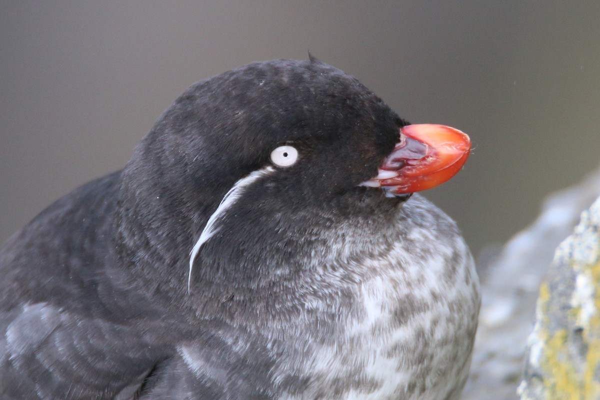 Parakeet Auklet - ML360238781