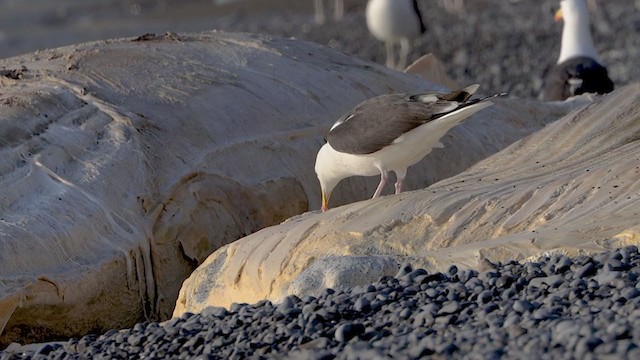 svartbak - ML360239091