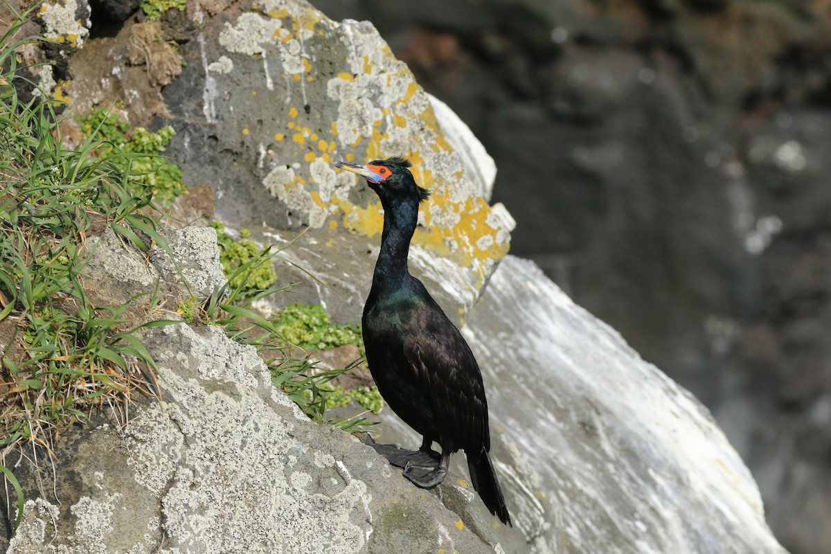 Red-faced Cormorant - Ken Oeser