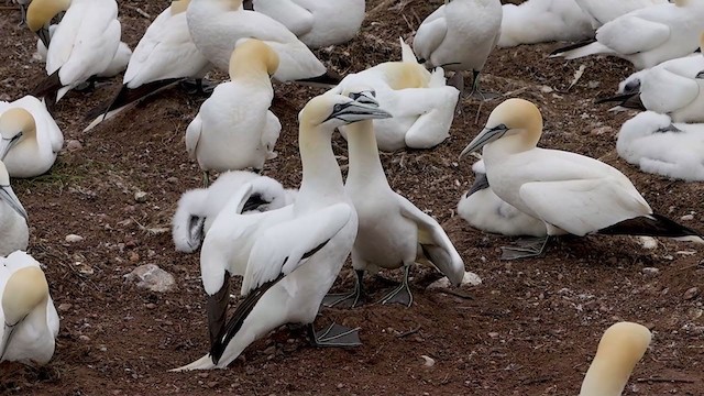 havsule - ML360242481