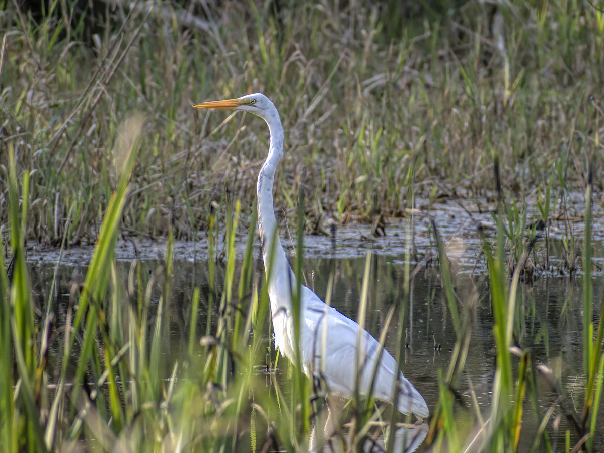 Great Egret - Justin Kolakowski