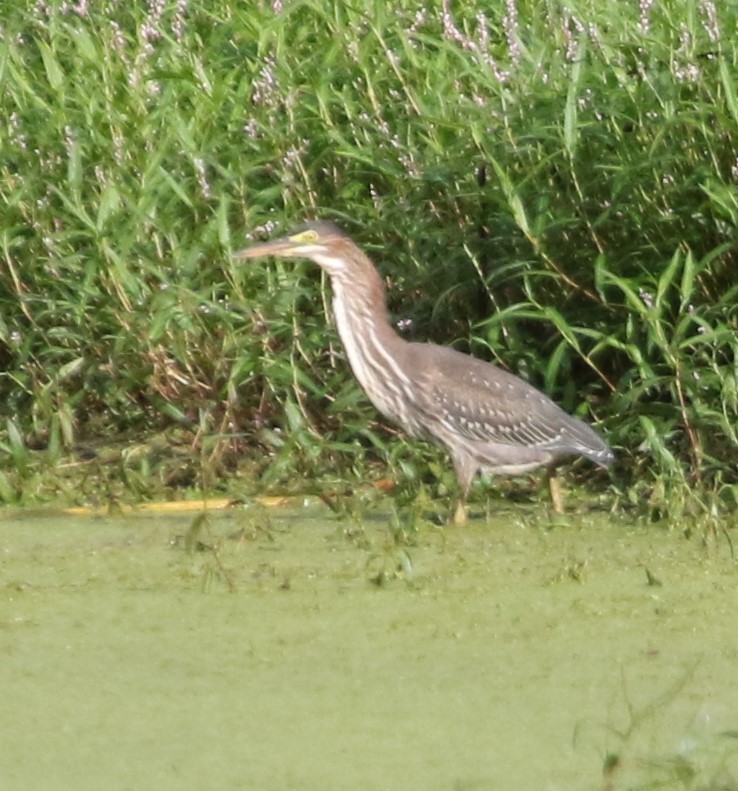 Green Heron - ML360242621