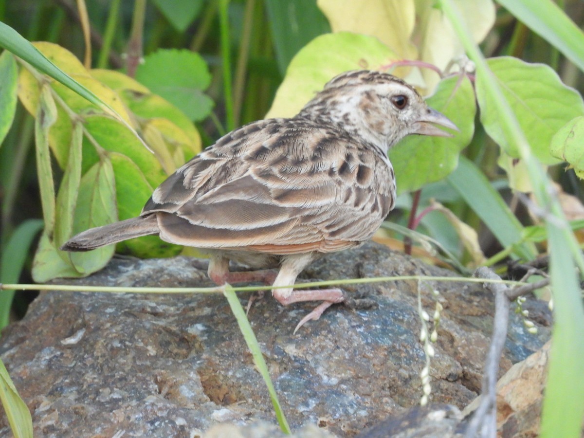 Indian Bushlark - ML360243421