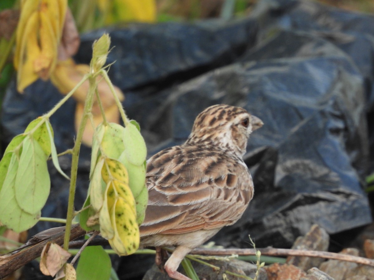 Indian Bushlark - ML360243461