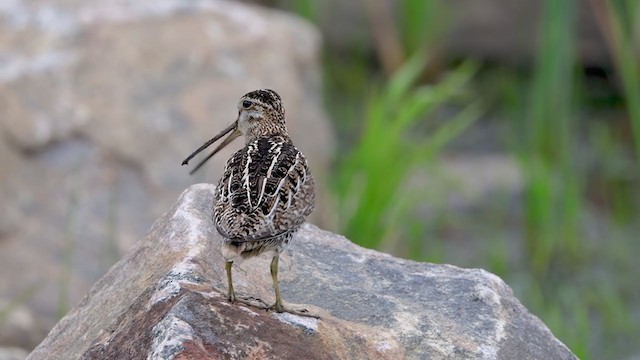 Wilson's Snipe - ML360244191