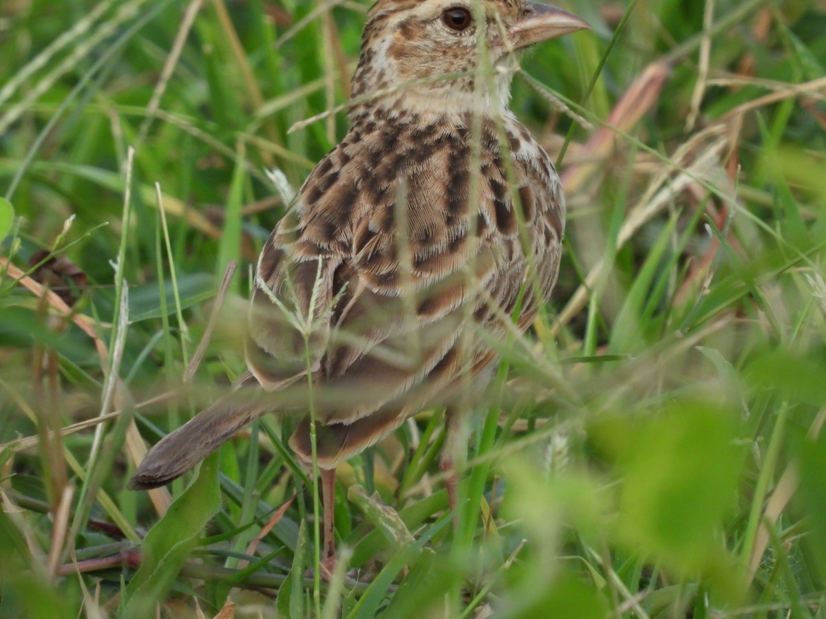 Indian Bushlark - ML360244441