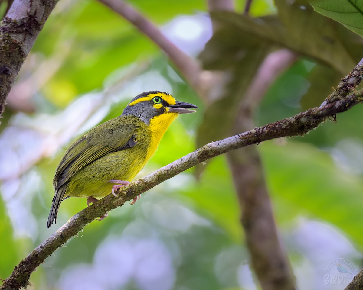 Slaty-capped Shrike-Vireo - Pablo Ortega