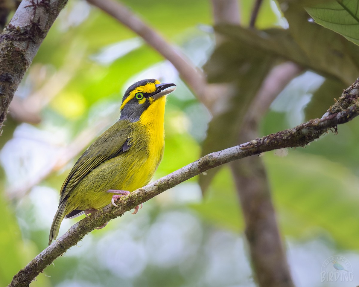 Schieferkopfvireo - ML360244721