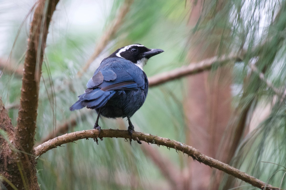 White-throated Jay - ML360244951