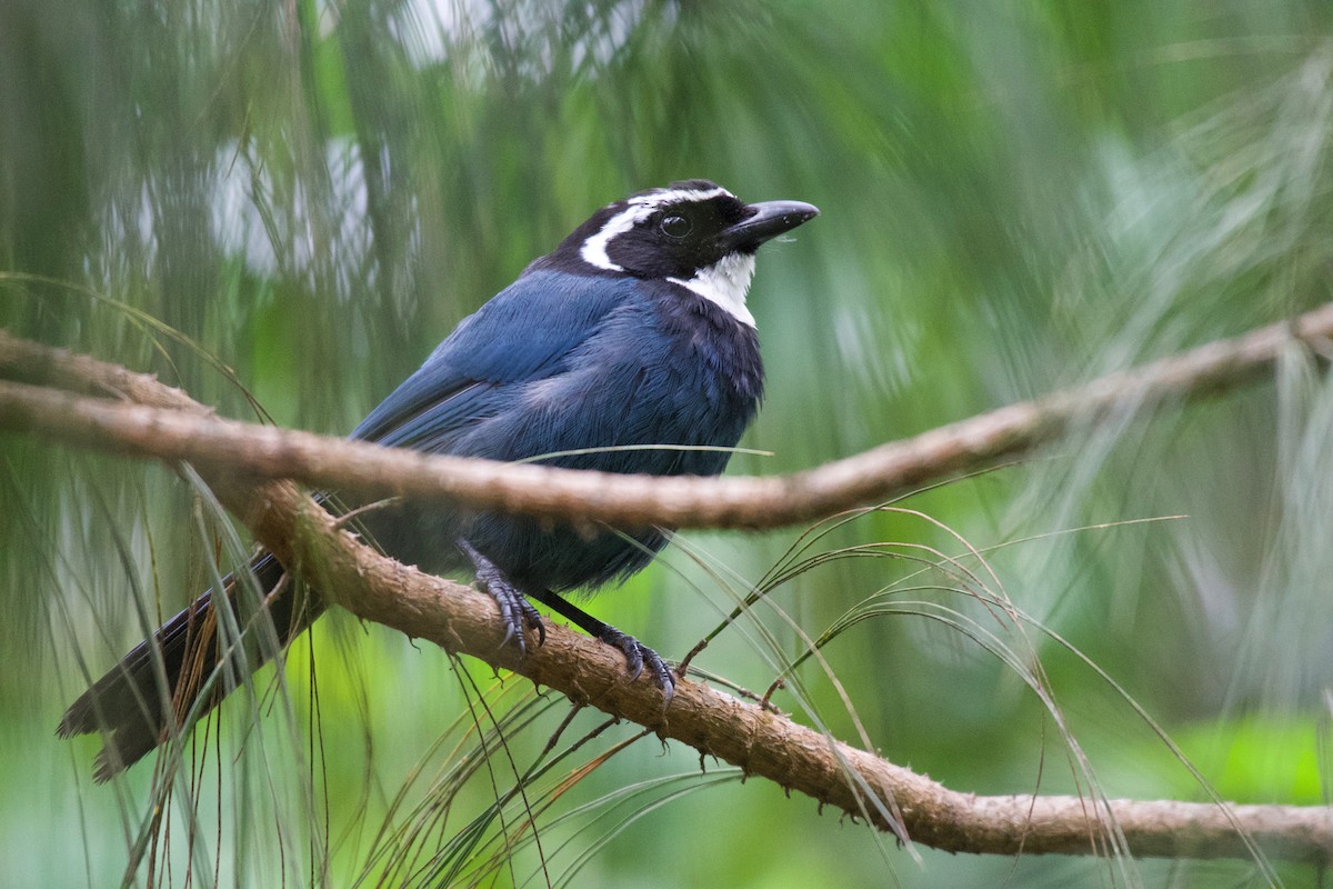 White-throated Jay - ML360244981