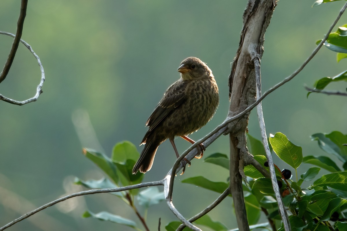 Brown-headed Cowbird - ML360245071