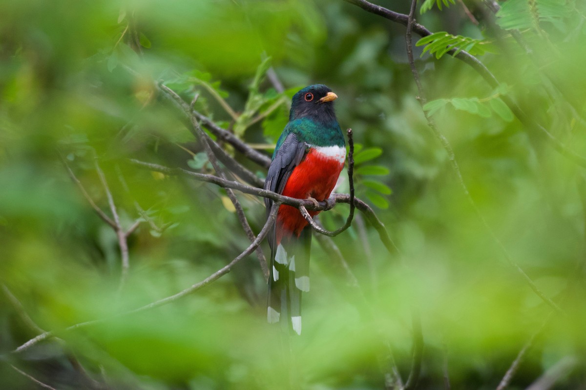 trogon mexický - ML360245221