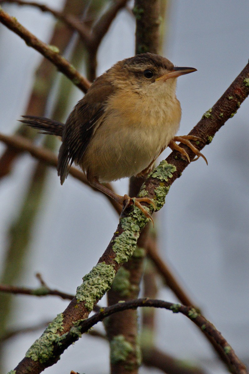 Marsh Wren - ML360245271