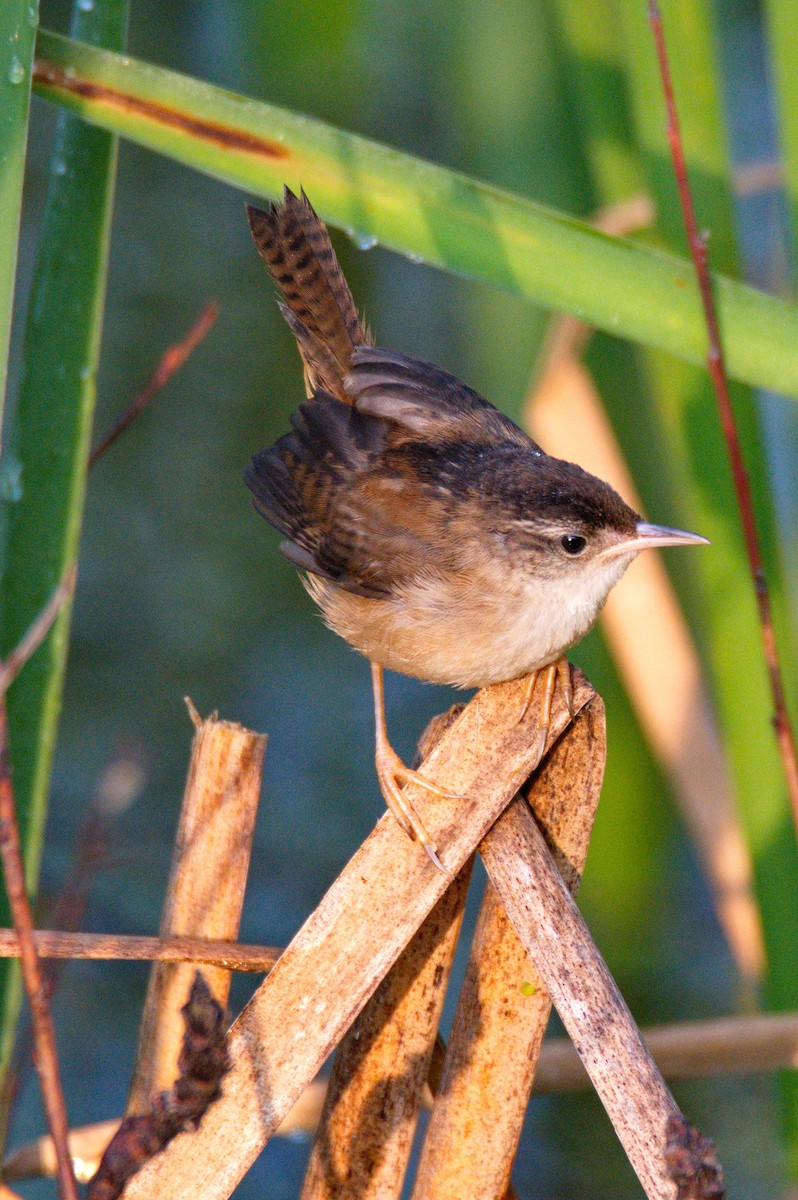 Marsh Wren - ML360245311