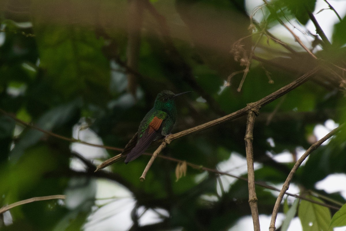 White-tailed Hummingbird - ML360246511