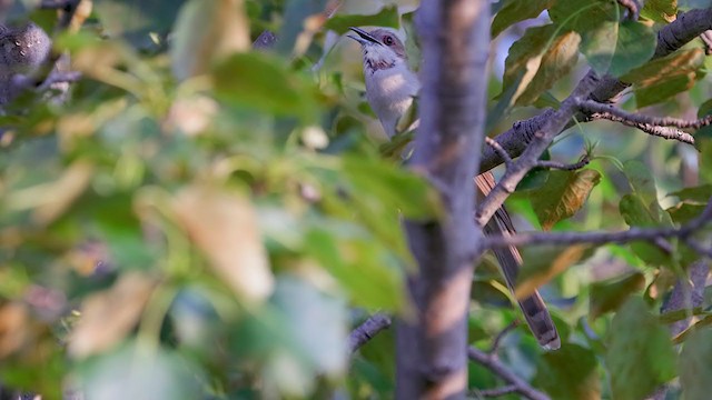 svartnebbgjøk - ML360246601