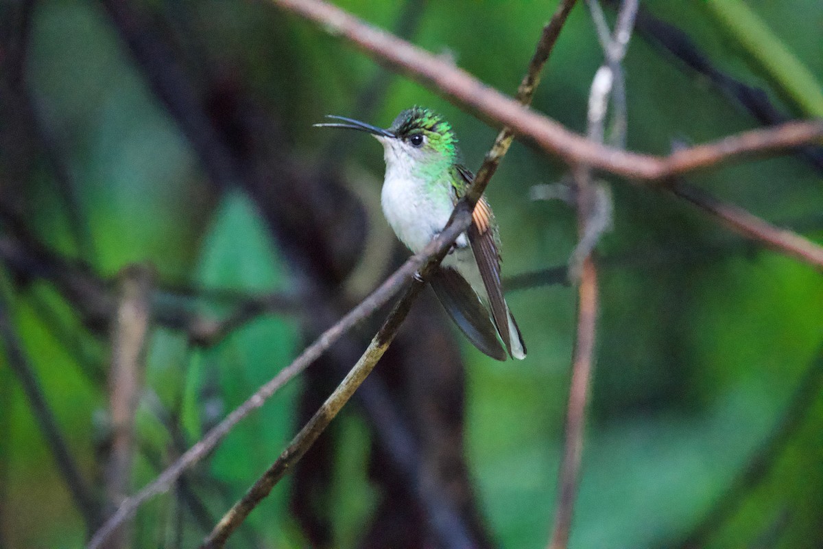 White-tailed Hummingbird - ML360246771