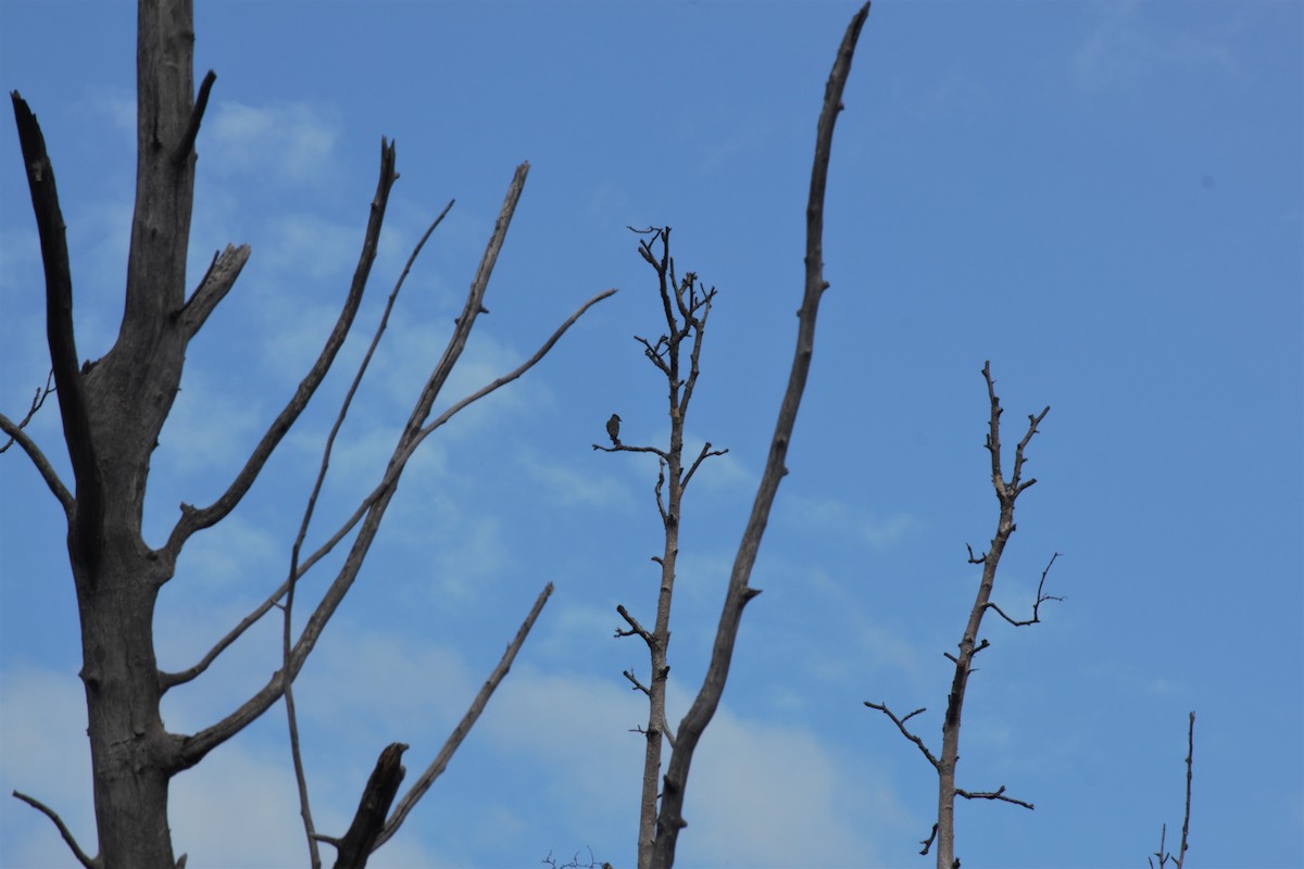 Western Wood-Pewee - Ryan Clemens