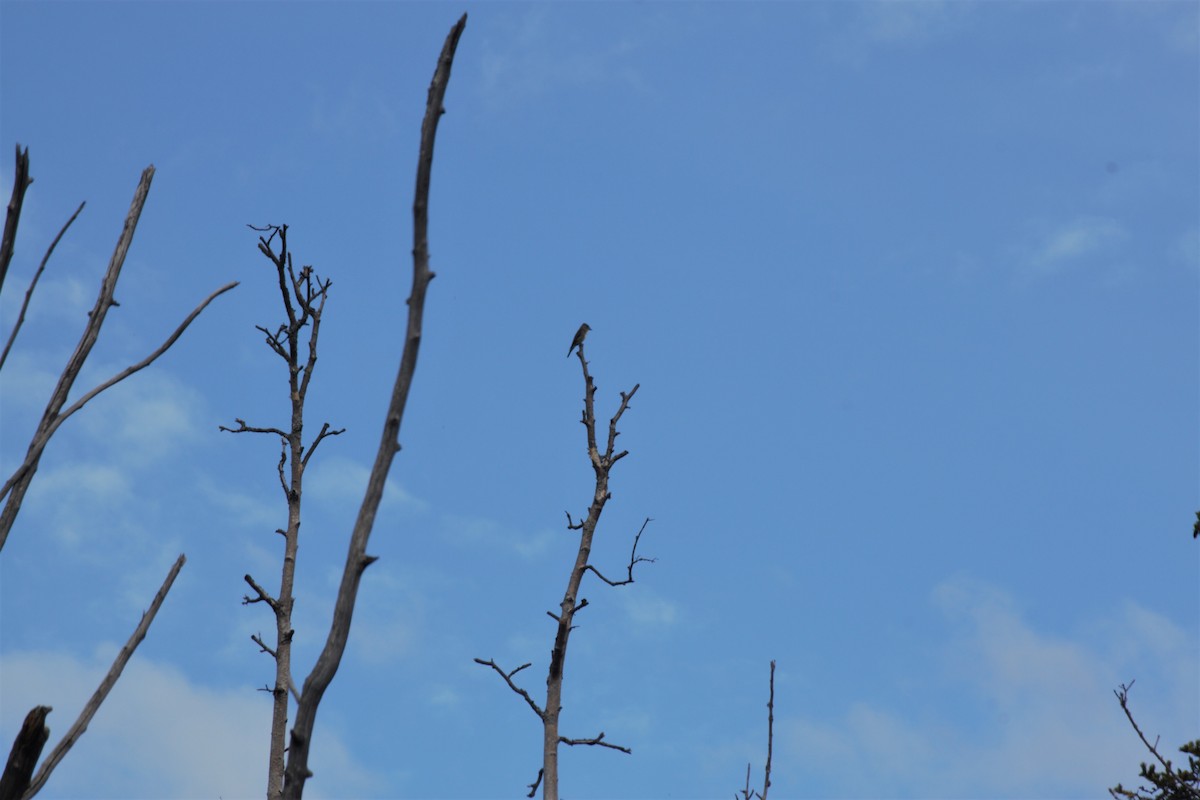 Western Wood-Pewee - Ryan Clemens