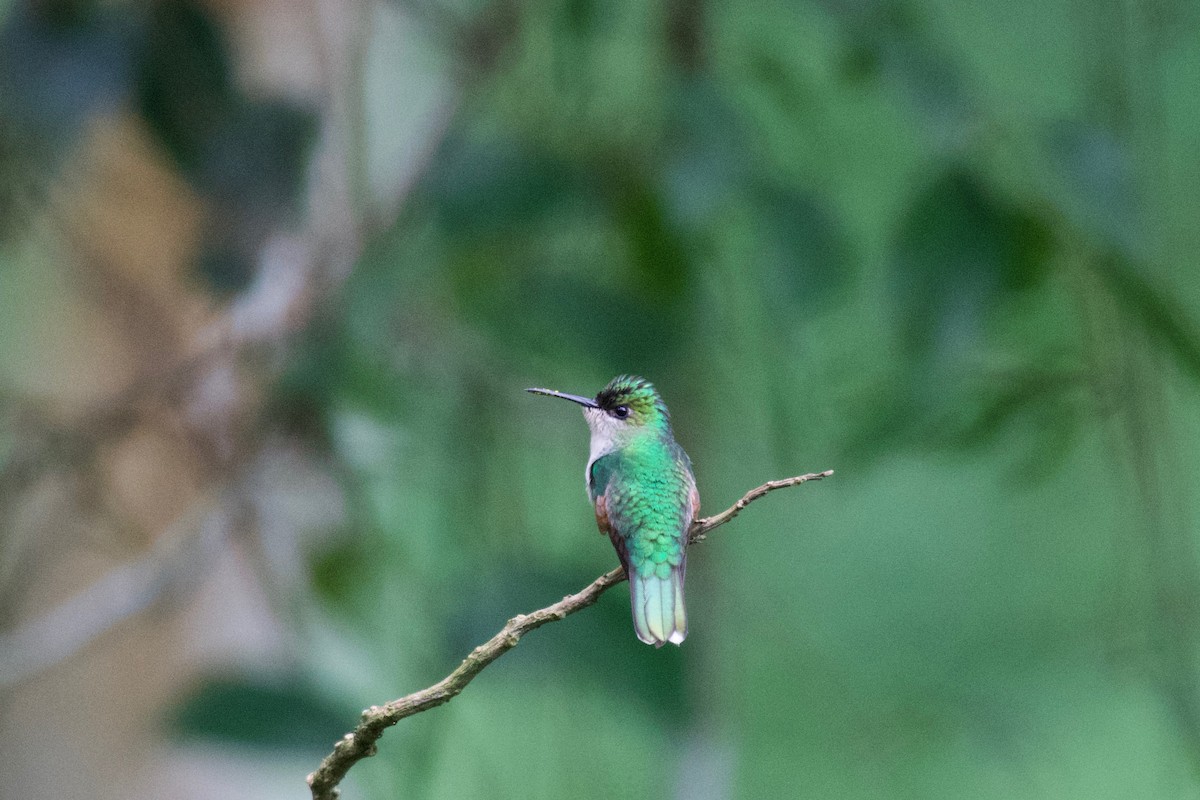 White-tailed Hummingbird - Johan Bergkvist