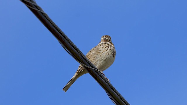 Vesper Sparrow - ML360248451