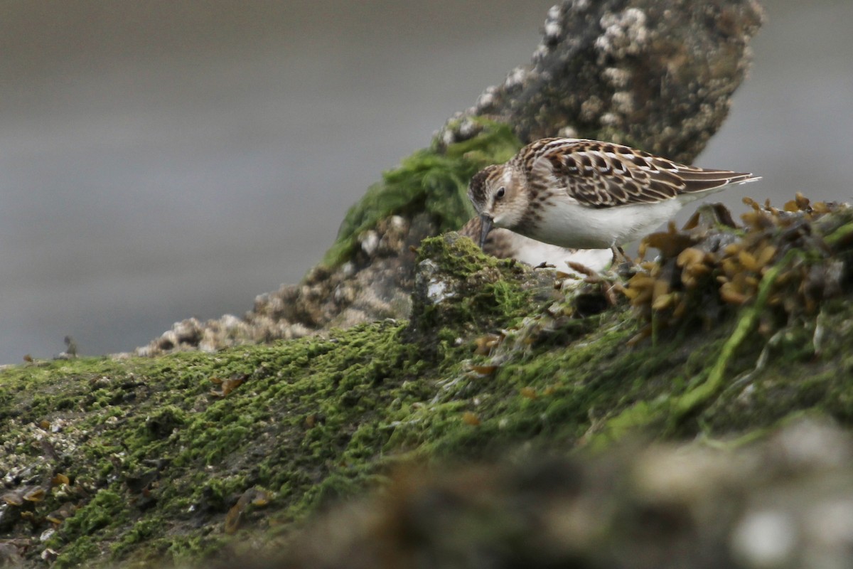 Least Sandpiper - ML360248711