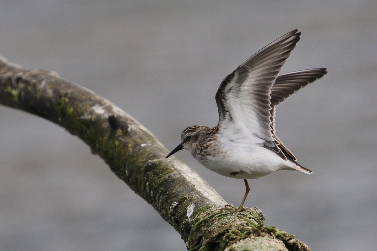 pygmésnipe - ML360248771