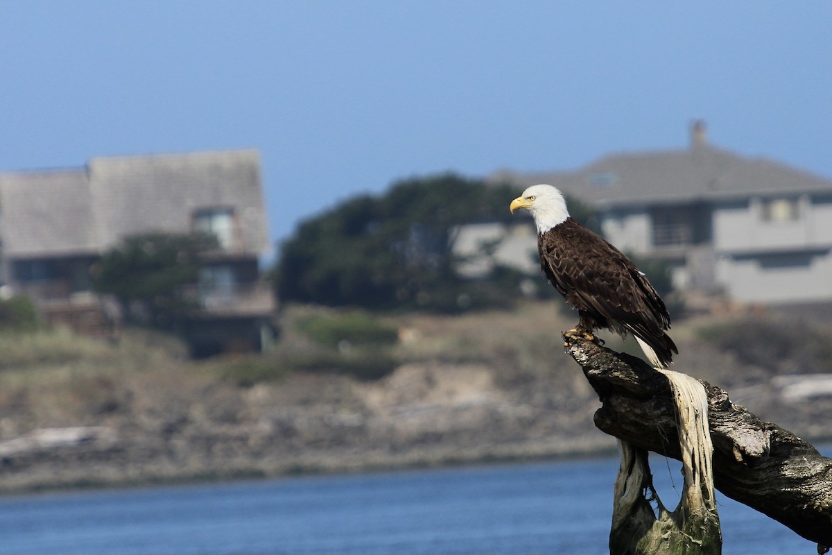 Weißkopf-Seeadler - ML360248871